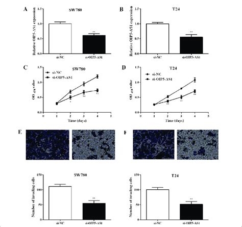 Oip5 As1 Knockdown Inhibited Proliferation And Invasion Of Bca Cells