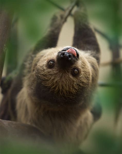 Sloth Encounter | National Aviary