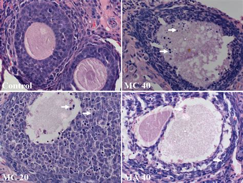 Photomicrographs Of Ovary Sections Hematoxylin Eosin Staining