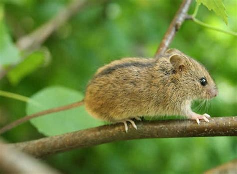 Семейство мышовки (Sminthidae) – Мир Знаний