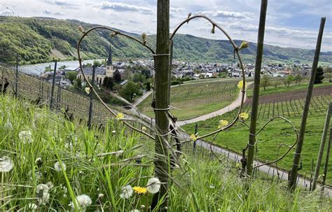 Nach Bürgermeister Rücktritt in Kröv Wie geht es weiter