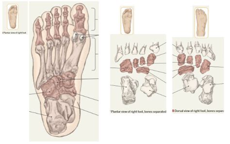 PHT1103 Anatomy For PTA Bones Of Ankle And Foot Labeling Diagram Quizlet