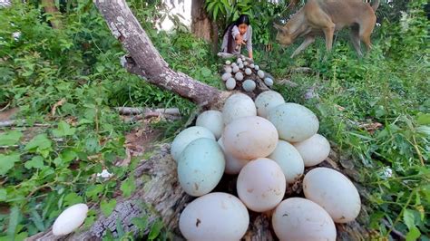 Top Video Fishing Pick A Lots Of Duck Eggs On Tree Stump Near Village