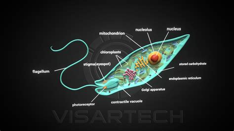 Euglena D Model By Visartech D E Sketchfab