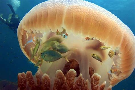 Symbiotic Relationships in Coral Reef Ecosystem – A Student’s Guide to ...