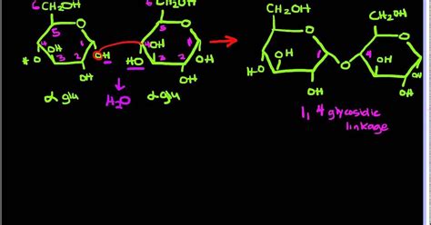 What Is A Glycosidic Bond? - WhatIsMeaningOf