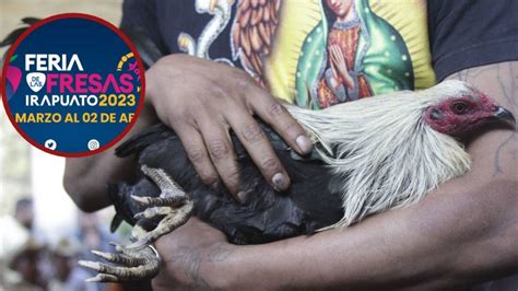 Prohiben Peleas De Gallos En La Feria De Las Fresas En Irapuato La