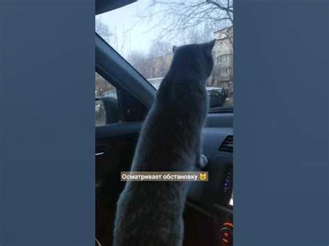 Буду скучать 😘 #котики #cat #оскар #missyou - YouTube