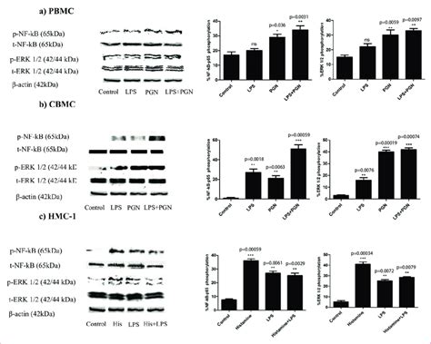 Activation Of Nf B And Erk Upon Co Stimulation With Lps And Pgn In A