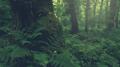 Old Growth Forest Wallpapers - Top Free Old Growth Forest Backgrounds ...