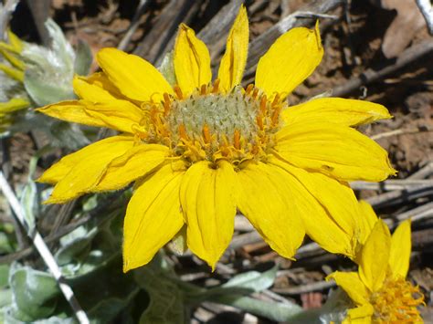 Large Flowerhead Photos Of Balsamorhiza Sagittata Asteraceae