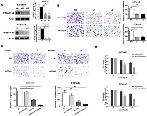 Integrin α5 promotes migration and invasion through the FAK STAT3 AKT