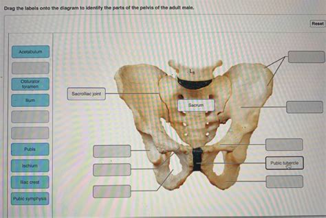 Solved Drag The Labels Onto The Diagram To Identify The