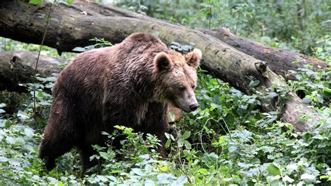 Niedźwiedź zaatakował kobietę w Tatrach Pojawił się nagle Zaczął