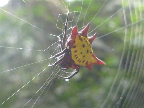 Kite Spider (Gasteracantha cancriformis) | Spidapedia Wiki | FANDOM ...