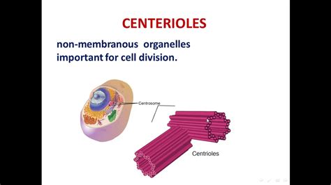 7 Centrioles Cilia And Flagella Youtube