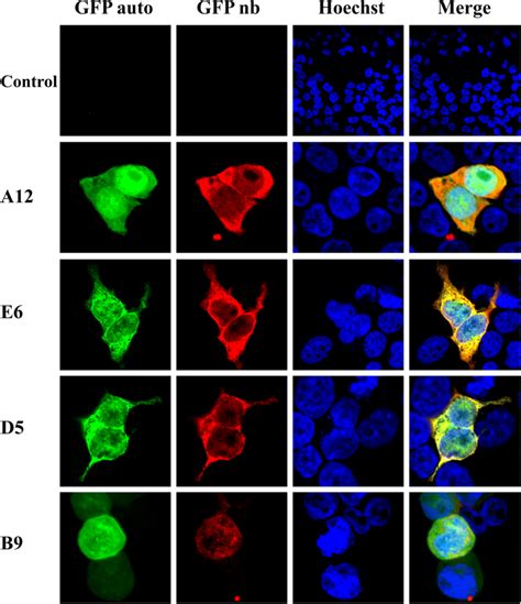 Binding Analysis Of Purified Anti GFP VHHs To GFP In Vivo By