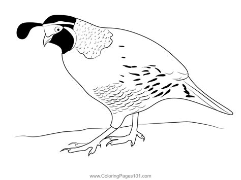 California Quail 14 Coloring Page For Kids Free Quails Printable