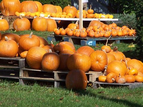 Cape Cod Pumpkins New England