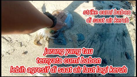 Mancing Cumi Di Saat Air Lagi Keruh Macing Cumi Sore Hari Mancing