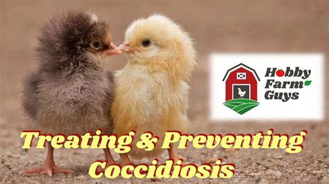 Treating And Preventing Coccidiosis In Chickens Youtube