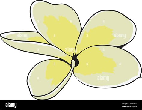 Delicate Plumeria Vector Flower With Hand Drawn Outline Stock Vector