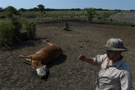 Dram Ticas Im Genes De La Sequ A Que Mata Miles De Vacas Y Da A