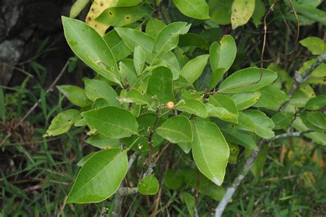 Glycosmis Pentaphylla Entretien Arrosage Croissance Maladie Picturethis