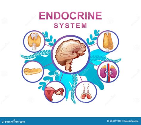 Human Endocrine System Vector Illustration CartoonDealer 245890036