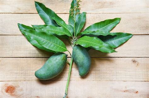 Manfaat Daun Mangga Untuk Kesehatan Kaya Nutrisi Dan Khasiat Ajaib