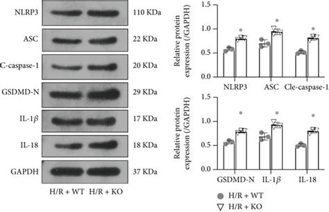 KDM3A Knockout Promoted H R Induced CMEC Pyroptosis And Suppressed