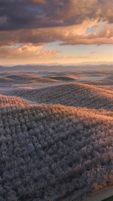 Bing HD Wallpaper Feb 24 2024 Almond Trees In Full Bloom California