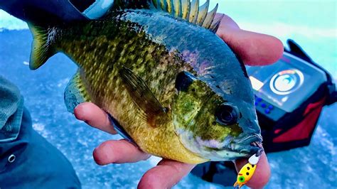 The Best Big Bluegill Lure For Ice Fishing My Favorite Youtube