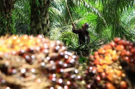 1 829 Petani Sawit Aceh Akan Dapat Sertifikat ISPO Dan RSPO