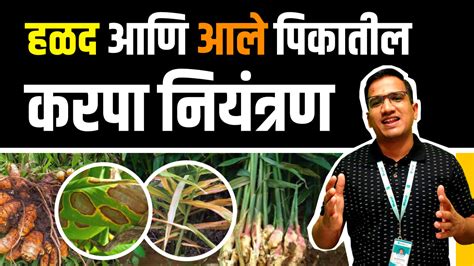 🌱 हळद आणि आले पिकांमधील करपा रोगाचे एकात्मिक नियंत्रण 👍 Bharatagri Krushi Dukan