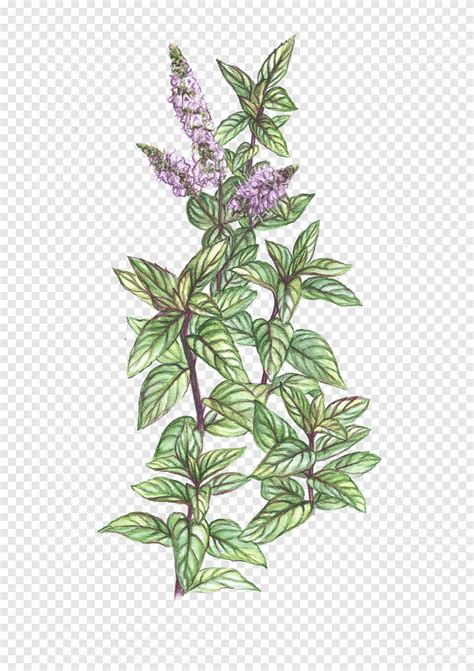 Purple And Green Flowers Illustration Peppermint Mentha Spicata Plant