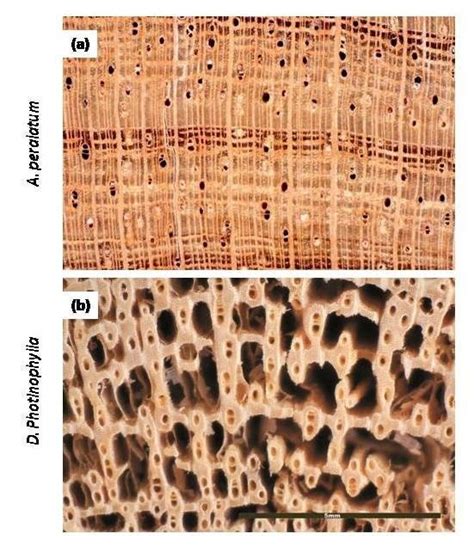 8 Contrasting Wood Anatomical Features Of Two Wet Tropical Rainforest