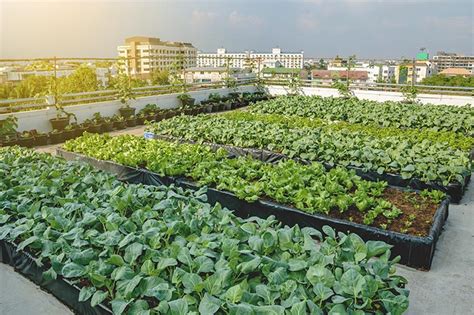 Mengenal Metode Urban Farming Untuk Hobi Baru Saat Pandemi Bukareview