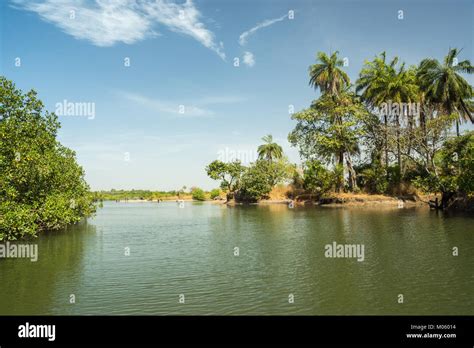 A tributary of the River Gambia in Gambia, Africa Stock Photo - Alamy