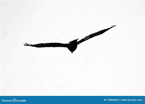 Silhouette of an Eagle in Flight at Sunset Stock Image - Image of carnivore, ampurdan: 178804899