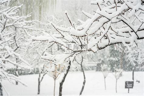 冬季雪景白天树枝落雪室外下雪树枝摄影图配图高清摄影大图 千库网