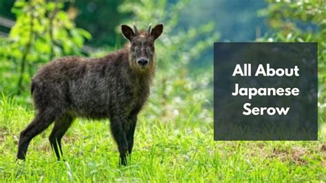 Interesting Facts About Japanese Serow: Appearance, Habitat, Diet, And More - Dear Japanese