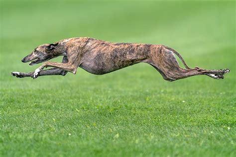 Greyhound Dog Breed Information