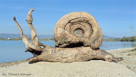 Driftwood Art From Hungary By Tamas Kanya Natura