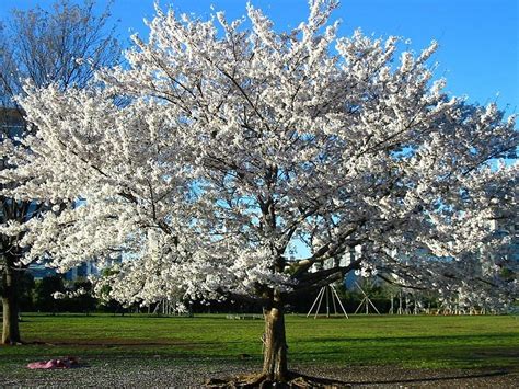 Muda De Cereja Cerejeira De Flor Branca Prunus Serrulata R Em