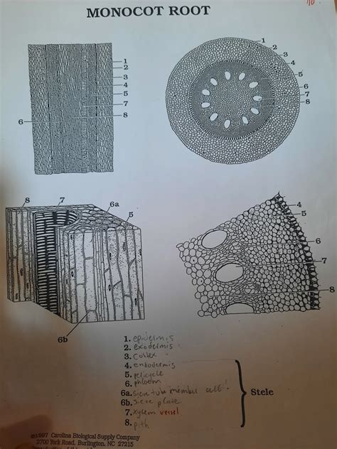 Monocot Root Diagram Diagram | Quizlet