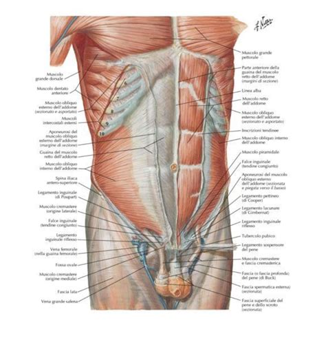 Automatización Infidelidad Mucho bien bueno musculo cremaster anatomia