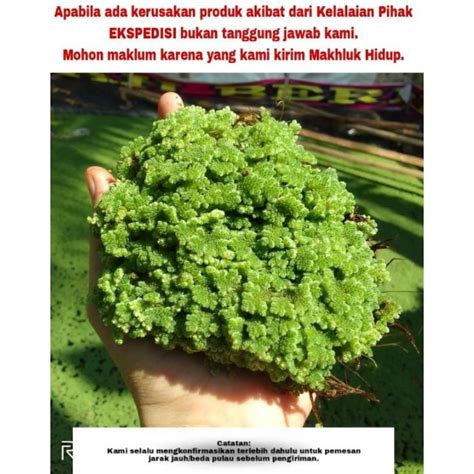 Jual Bibit Azolla Super Pupuk Untuk Budidaya Azolla Azolla