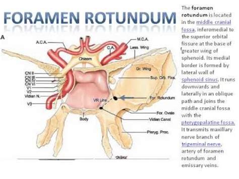 Foramen Rotundum - YouTube: awesome! | Medical, Medical imaging, Anatomy