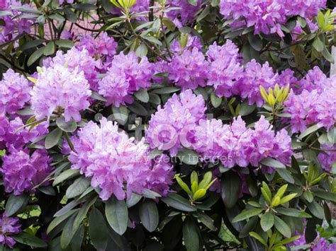 Blooming Rhododendron Stock Photo | Royalty-Free | FreeImages